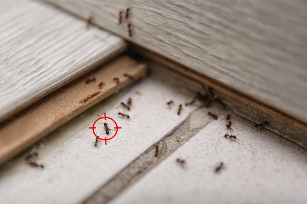 Best Pest Control Treatment  in Cocoa West, FL